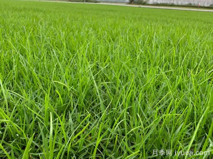 树下草坪的品种选择(图1)