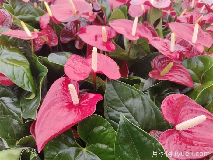 年宵花的寓意和摆放风水(图1)