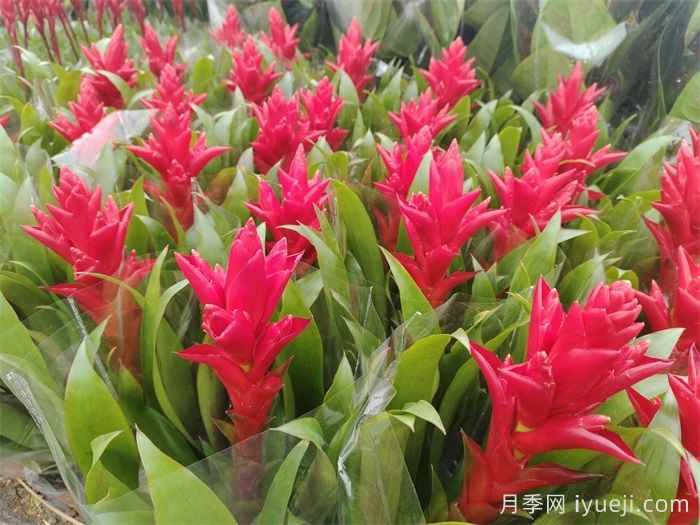 年宵花的寓意和摆放风水(图2)