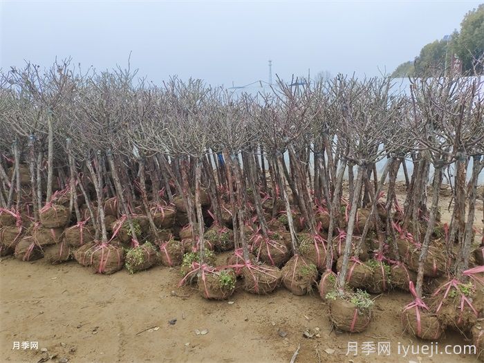 苗木冬贮全攻略，知道怎么做吗？(图1)