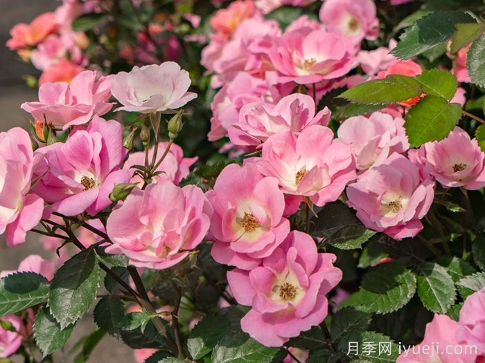 西子烟雨月季介绍和优缺点(图1)