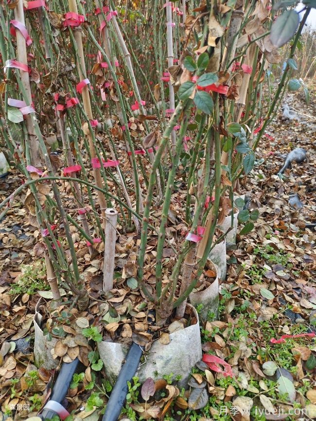 2000棵2米高藤本月季发货福建美丽乡村建设(图1)