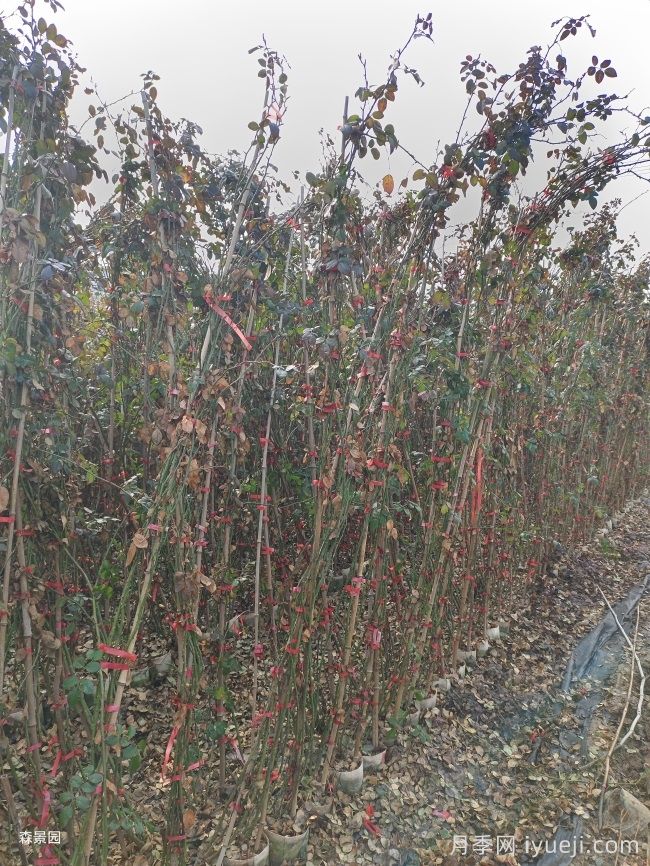 2000棵2米高藤本月季发货福建美丽乡村建设(图3)