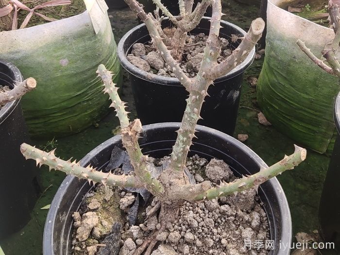 新栽的苗木怎么越冬？(图1)