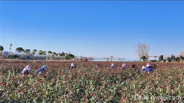 南阳卧龙区石桥镇：月季苗里种出致富经(图1)