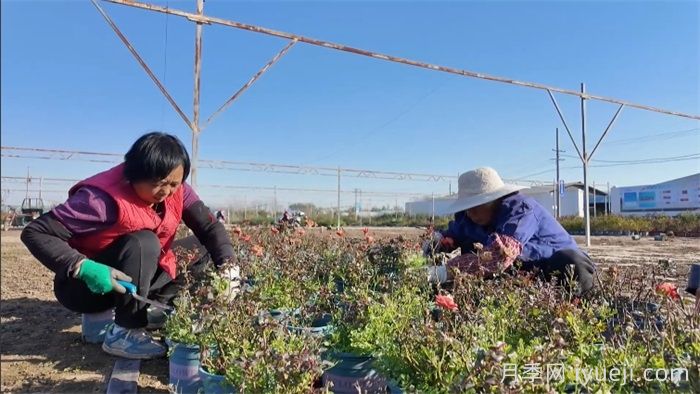 南阳卧龙区石桥镇：月季苗里种出致富经(图2)