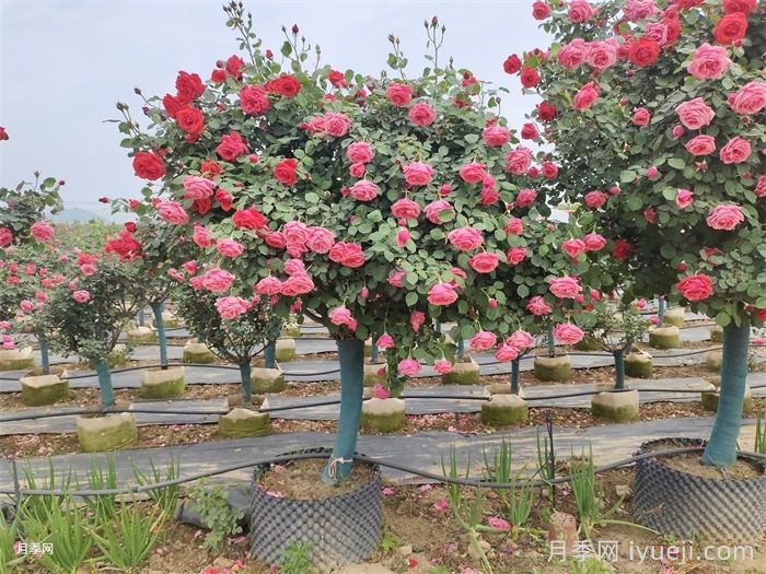 打造有品位的庭院花园景观(图1)