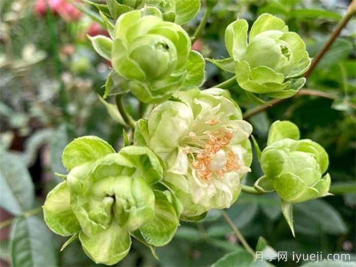 月季推荐，埃克莱尔月季(图1)