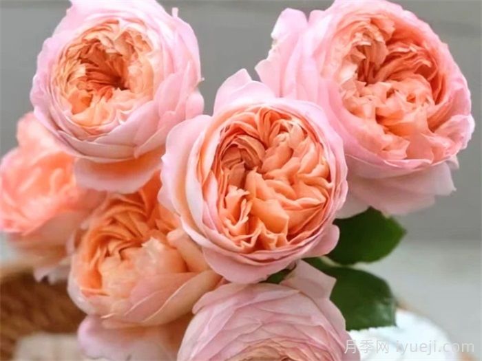 果酱月季Confiture(图1)