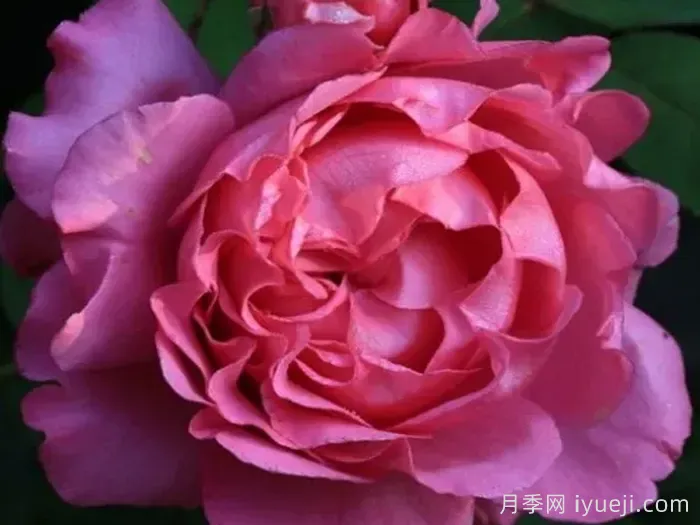 月读月季/咏月Tsukiyomi(图1)