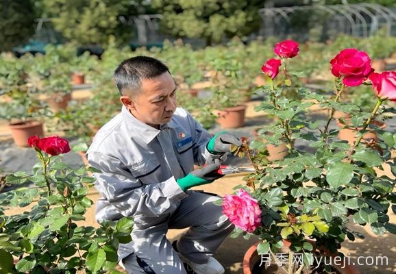 月季名人：富迎辉(图1)