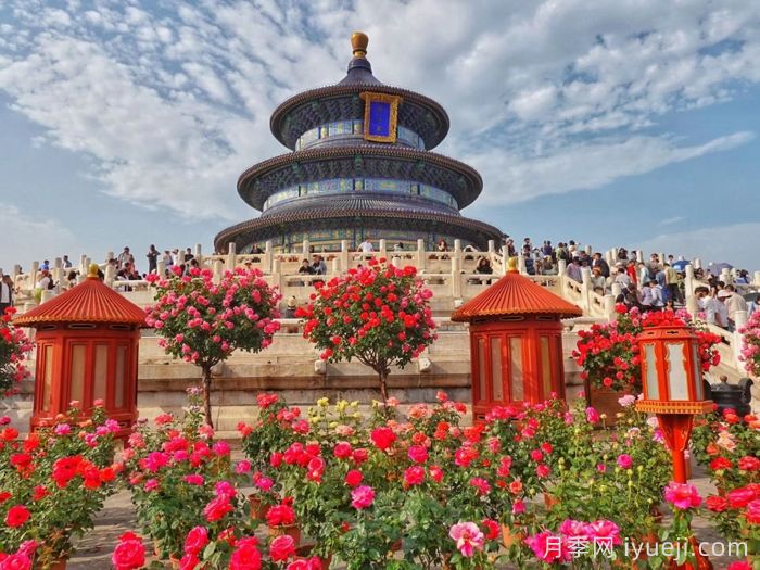 月季名园：北京天坛公园月季园(图1)