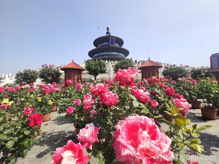月季名园：北京天坛公园月季园(图2)
