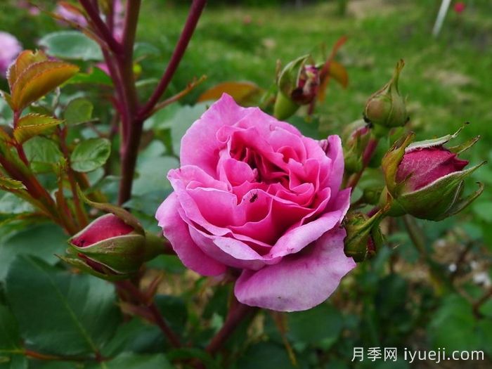 阿布鲁德月季Abrud(图2)