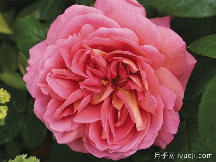 奋勇号月季The Endeavour(图1)