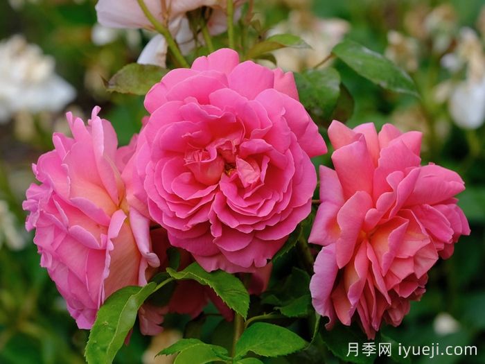 奋勇号月季The Endeavour(图2)