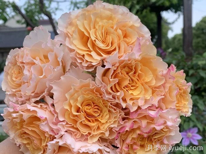 橙舞裙月季/橙色拉康帕内拉舞裙月季La Campanella(图1)