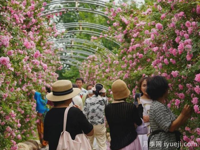 月季名园：长春市儿童公园玫瑰园(图2)