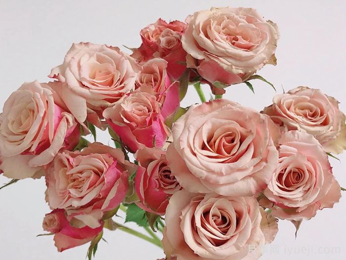 假日岛安提瓜月季Holiday Island Antigua(图1)