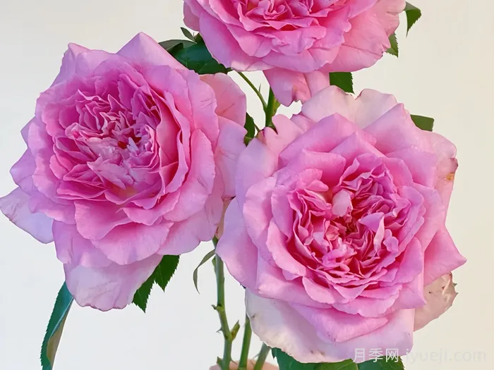 婆罗洲之香月季/假日岛婆罗洲之香Bornéo Odore(图2)