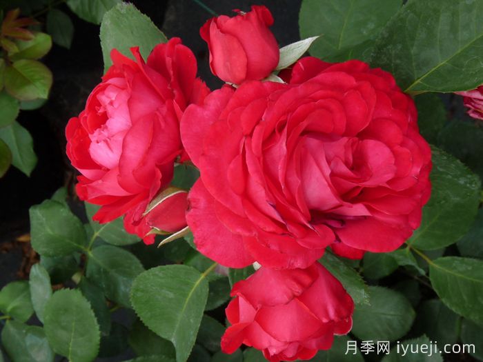 假日岛多米尼加月季Holiday Island Dominica(图3)