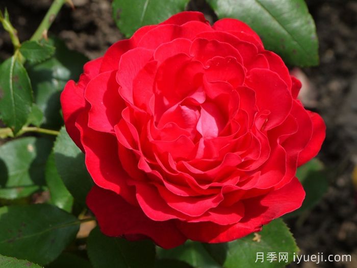 假日岛多米尼加月季Holiday Island Dominica(图1)