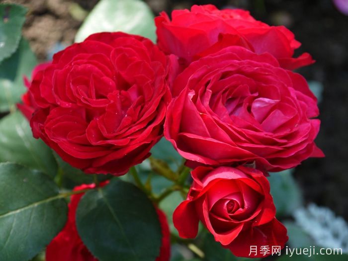 假日岛多米尼加月季Holiday Island Dominica(图2)