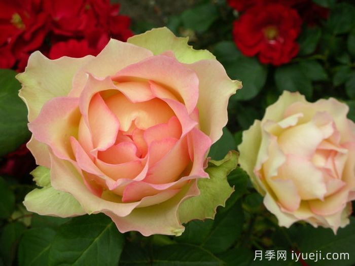 吉莱塔月季/四季龙沙/假日岛吉莱塔Holiday Island Jalitah(图3)