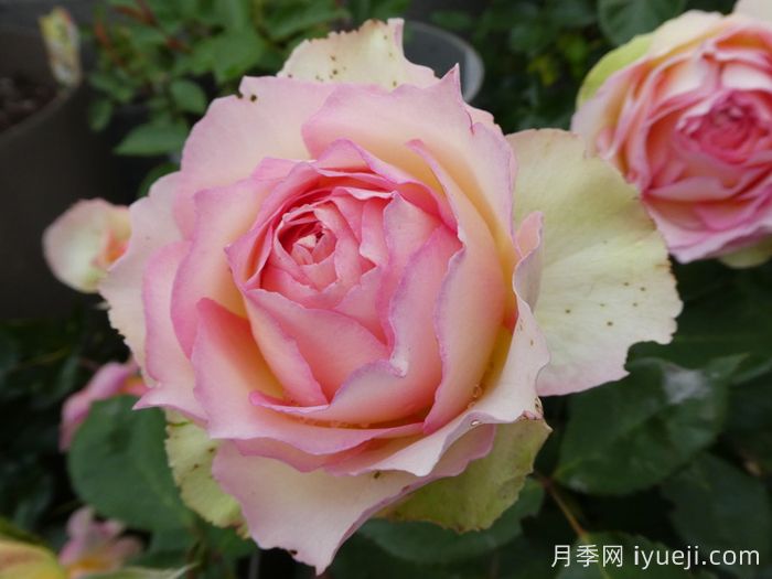 吉莱塔月季/四季龙沙/假日岛吉莱塔Holiday Island Jalitah(图4)