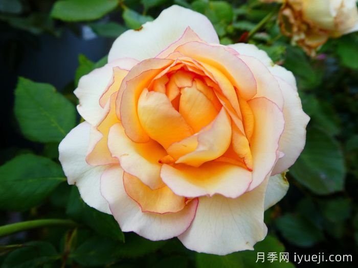 吉莱塔月季/四季龙沙/假日岛吉莱塔Holiday Island Jalitah(图2)