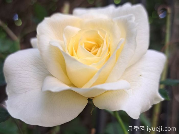 假日岛基拉戈月季Holiday Island Key Largo(图1)