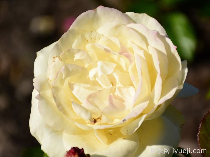 假日岛基拉戈月季Holiday Island Key Largo(图2)