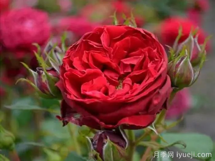 假日岛马略卡月季Holiday Island Mallorca(图2)