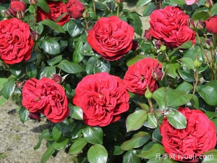 假日岛马略卡月季Holiday Island Mallorca(图1)