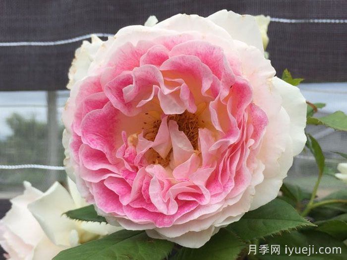 假日岛根西月季/假日岛芍药Holiday Island Guernsey(图3)