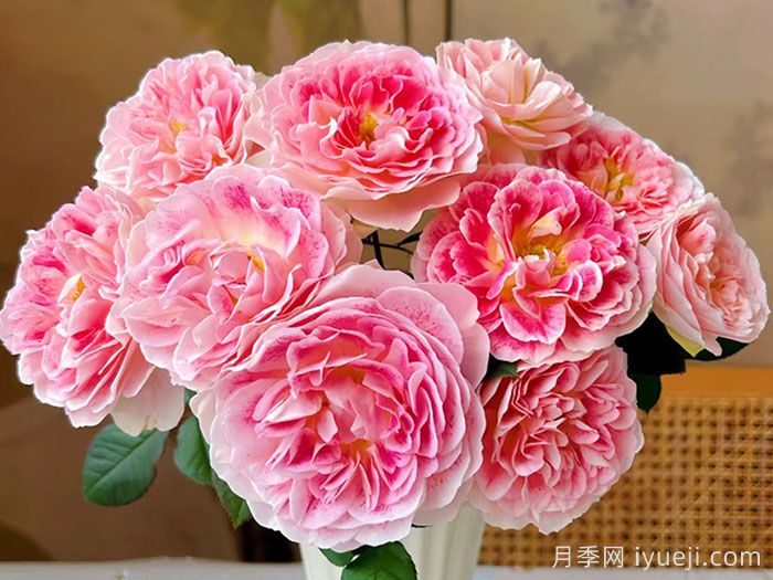 假日岛根西月季/假日岛芍药Holiday Island Guernsey(图2)