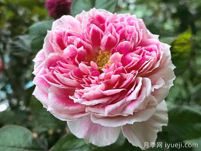 假日岛根西月季/假日岛芍药Holiday Island Guernsey(图4)