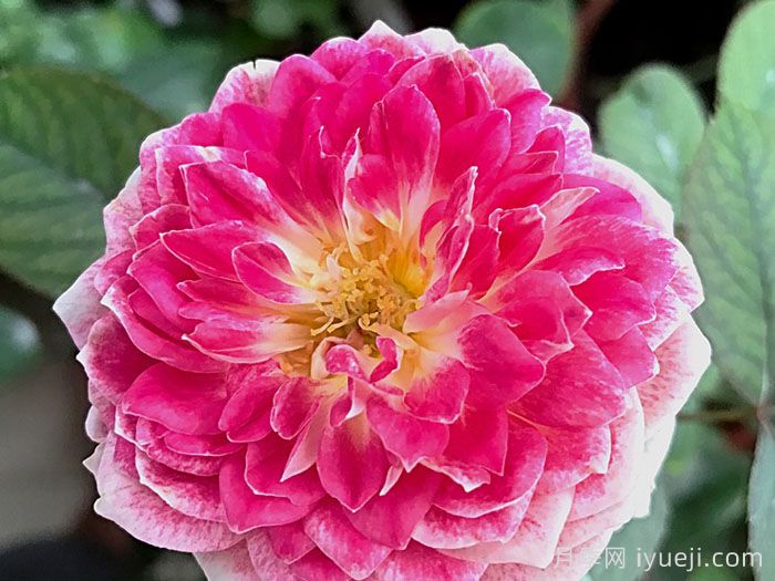 假日岛根西月季/假日岛芍药Holiday Island Guernsey(图1)