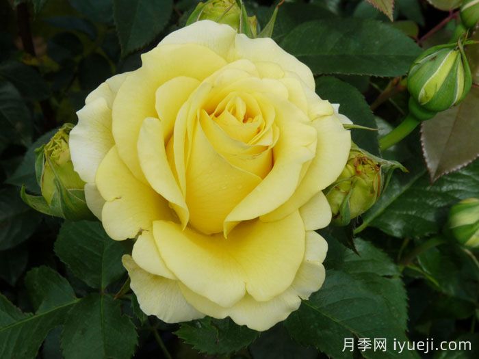 假日岛苏门答腊月季Holiday Island Sumatra(图1)