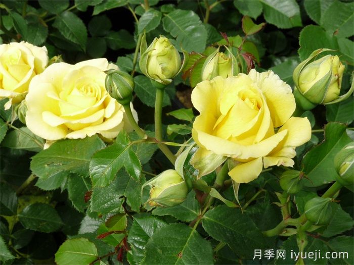 假日岛苏门答腊月季Holiday Island Sumatra(图2)