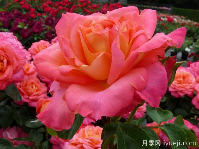 假日岛瓦胡月季Holiday Island Oahu(图2)