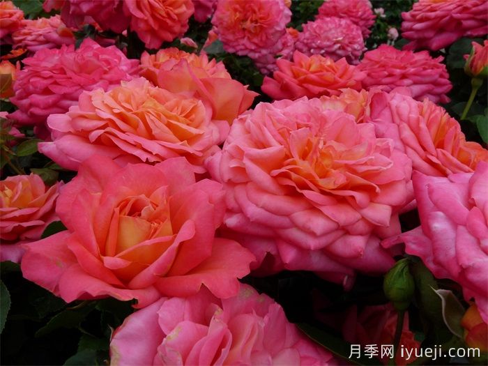 假日岛瓦胡月季Holiday Island Oahu(图4)