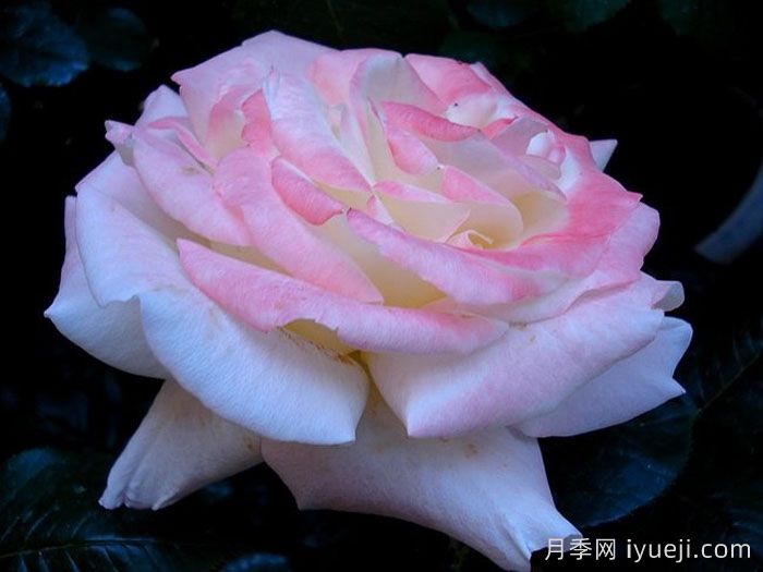 假日岛斐济月季Holiday Island Fiji(图3)