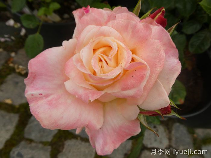 假日岛斐济月季Holiday Island Fiji(图2)