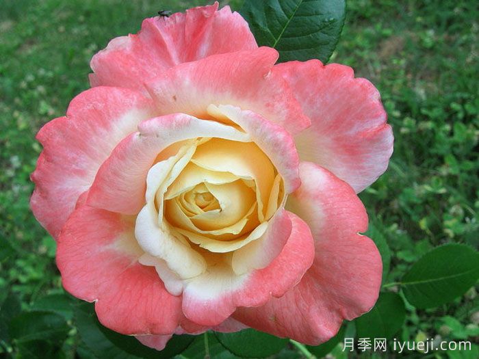 假日岛斐济月季Holiday Island Fiji(图1)