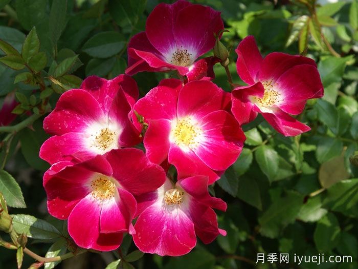 蝴蝶之吻月季/蝶吻月季(法国)Butterfly Kisses(图1)