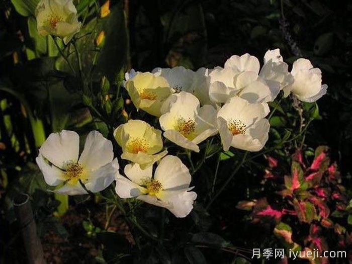 蝴蝶之吻月季/蝶吻(美国)Butterfly Kisses(图2)