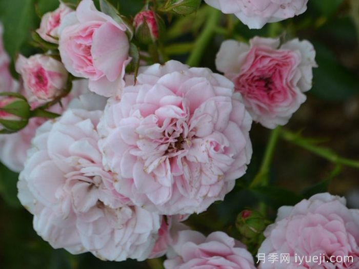 基可宝贝月季Baby Kikko(图2)