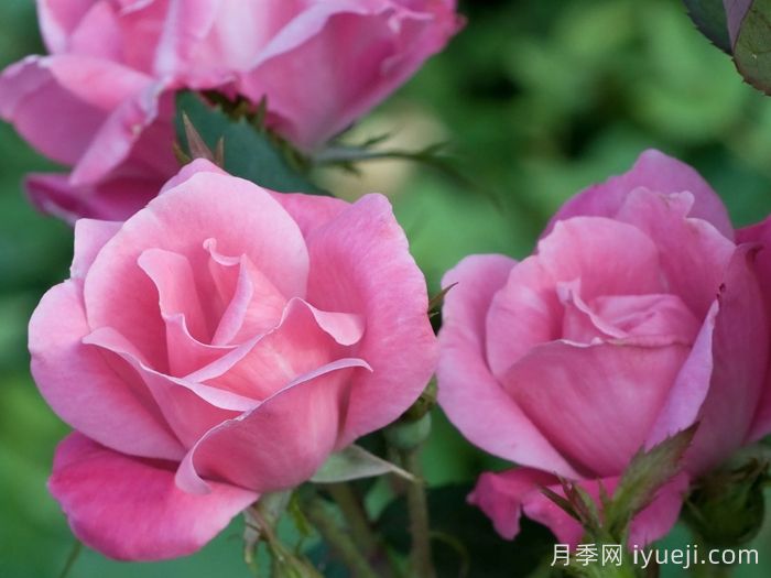 粉色绝代佳人月季Pink Knock Out(图2)