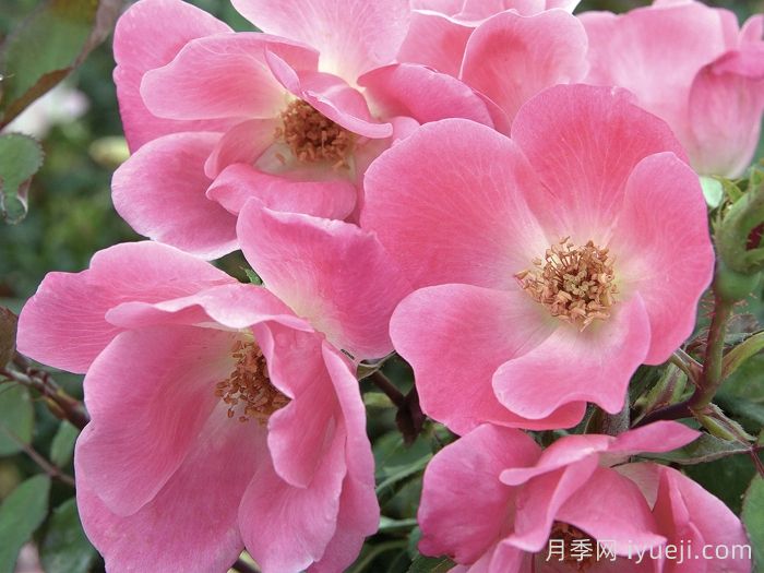 粉色绝代佳人月季Pink Knock Out(图1)